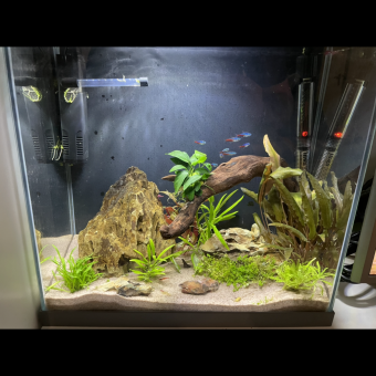 aquariophile Virgil91