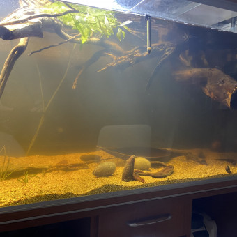 aquariophile lepins11