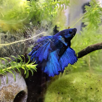 aquariophile Jouni