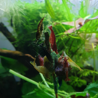 aquariophile Stalexis