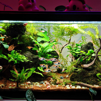 aquariophile AquaFreed