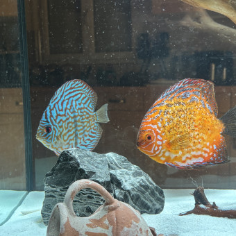 aquariophile Julien7741000