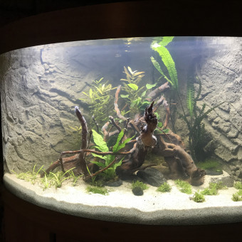 aquariophile Ctheis