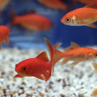 aquariophile PoissonsRouges