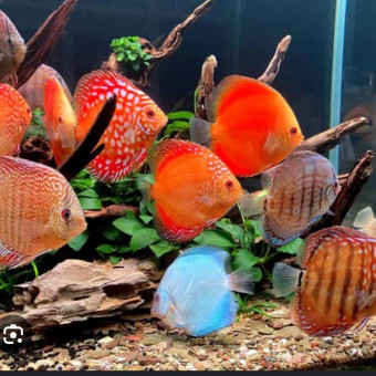 aquariophile Fred69800