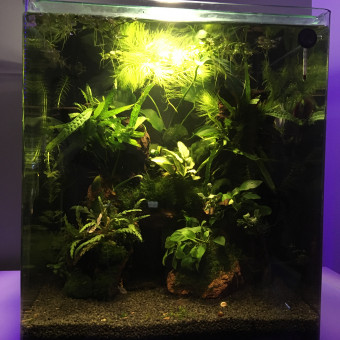 aquariophile Stephdep32