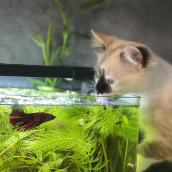 aquariophile LouLou7737