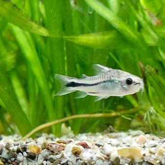 aquariophile Catalpa