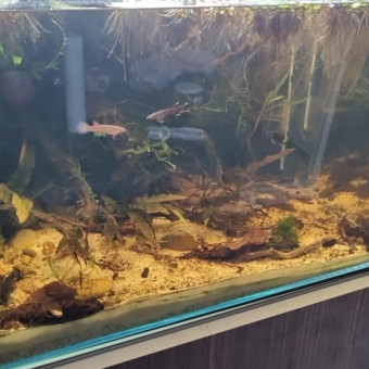 aquariophile Antoine50