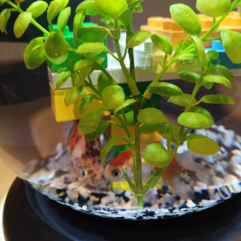 aquariophile Savethefish94