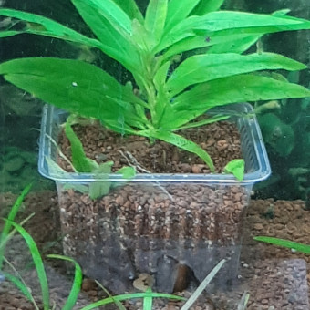 aquariophile GTBCM5