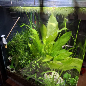 aquariophile Berurier44