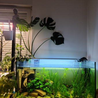 aquariophile Tohora