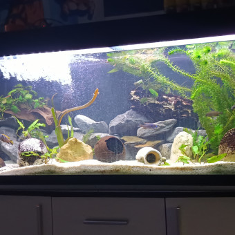 aquariophile Noahaquadu57