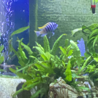 aquariophile Cristialou