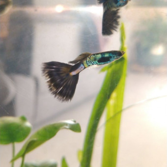 aquariophile Aca22reticulata