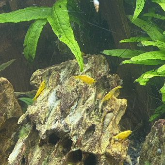 aquariophile mathieu-leandro