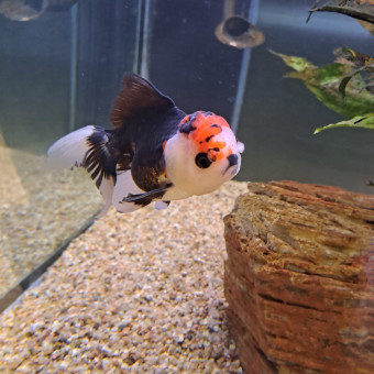 aquariophile valentin_459328