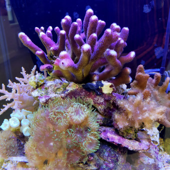 aquariophile Naoko