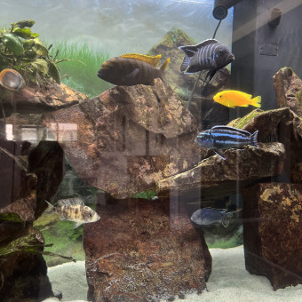 aquariophile Fabrice61