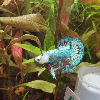 aquariophile Aqu.ar.io