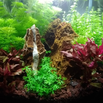 aquariophile MehdiMS