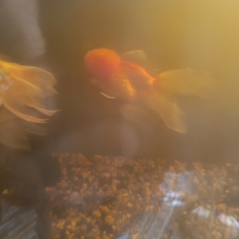 aquariophile Bubulle43