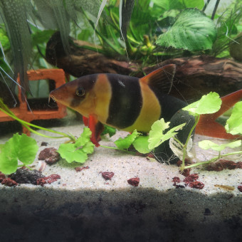 aquariophile Sebinou11