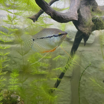 aquariophile Emmanuel07