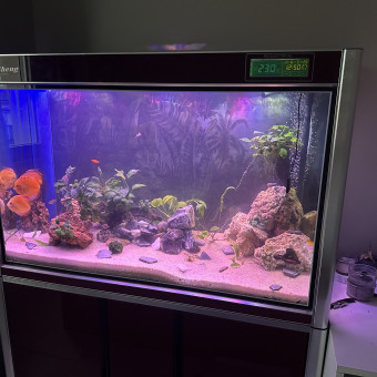 aquariophile Timeo.odn