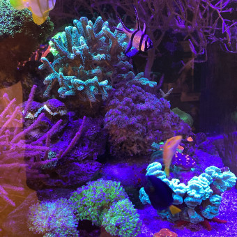 aquariophile Christophe33380