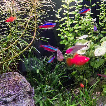 aquariophile Platy62