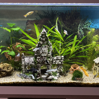 aquariophile Julien-74150