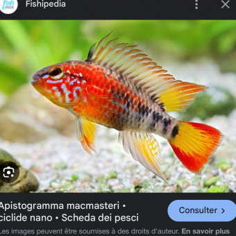 aquariophile TotoNinetta