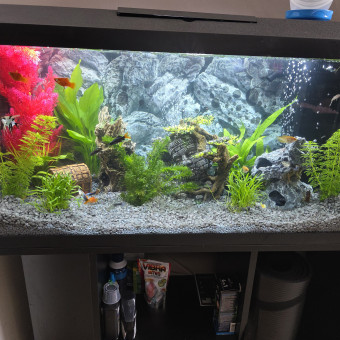 aquariophile AmouretMax804