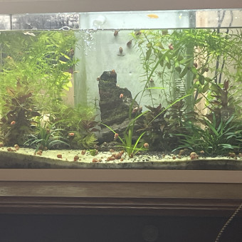aquariophile Kelly09