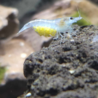 aquariophile Scassandra