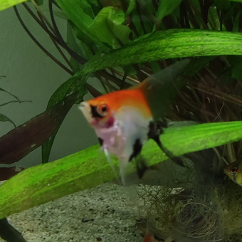 aquariophile SamCyber