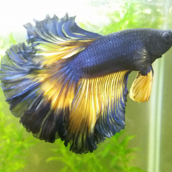 aquariophile Ozone_31