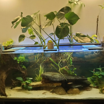 aquariophile AlexPleco