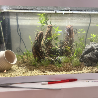 aquariophile TomP1934