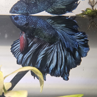aquariophile BettaGuetch