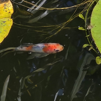 aquariophile Dwinell