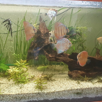 aquariophile Kikosev66