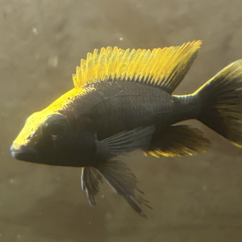 aquariophile Arnaud39