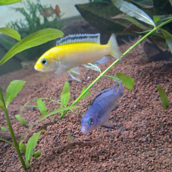 aquariophile Delko