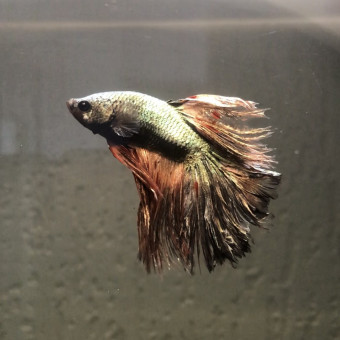 aquariophile Redmoon