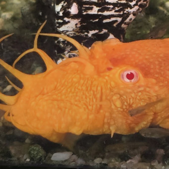 aquariophile StuFish