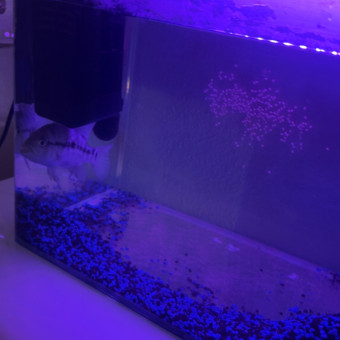 aquariophile Fatima