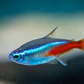 aquariophile Oliv62000